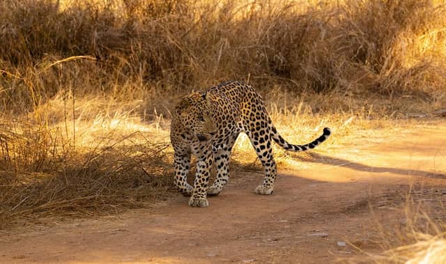 Jhalana Panther Safari- Wild Trail Safari - Image 3