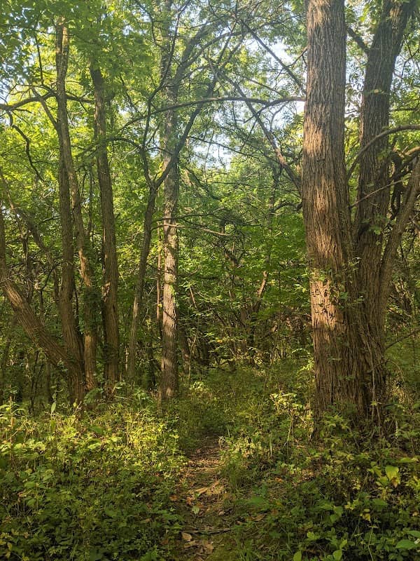 Suzanne Ecke McColl Nature Reserve - Image 2