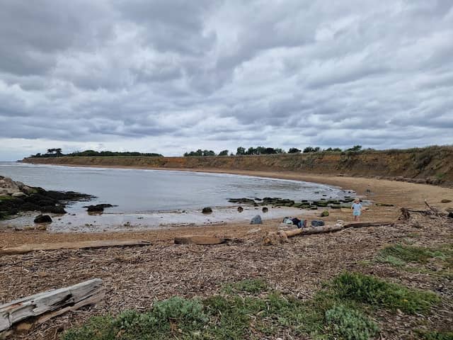 Driftwood beach - Image 2