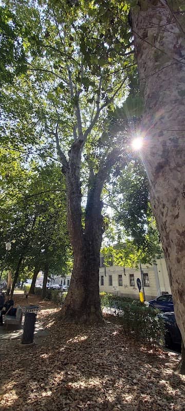 Albero Monumentale - Image 1