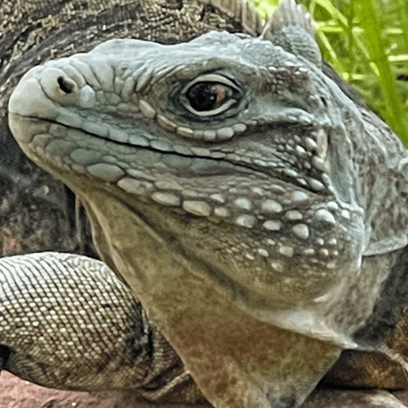 Texas Reptile Zoo - Image 2