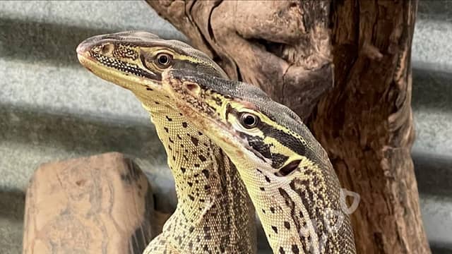Texas Reptile Zoo - Image 1