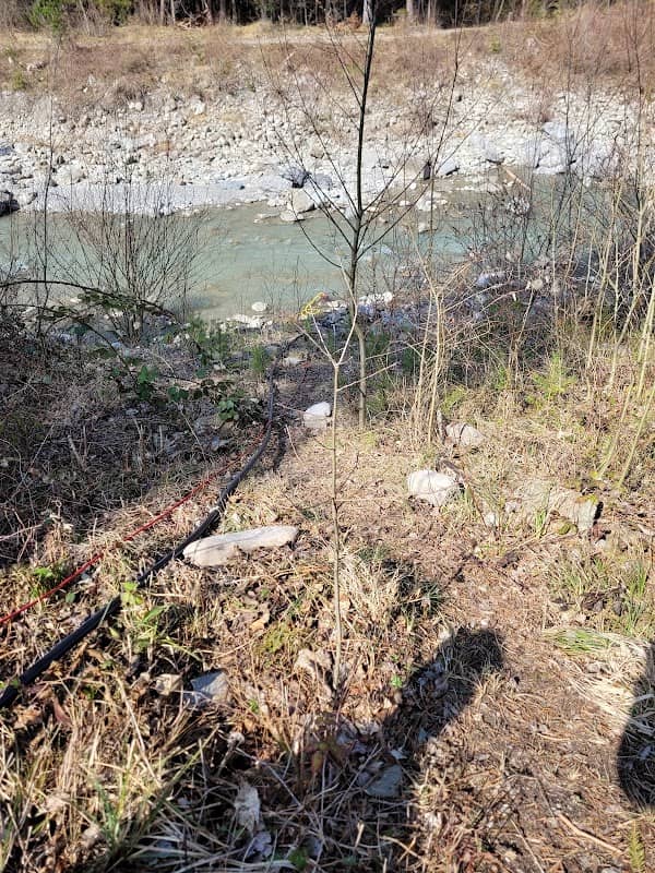 RaRote Eiche - Image 2
