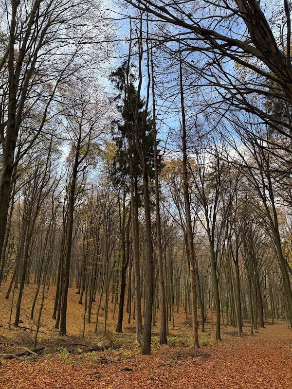 Orechový les - Image 1