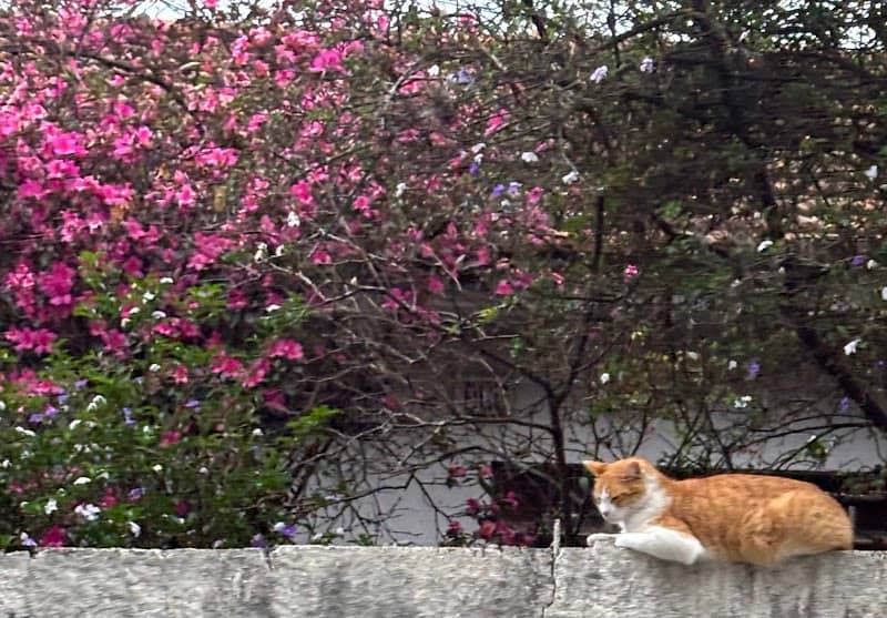 Gato laranja amigável - Image 1