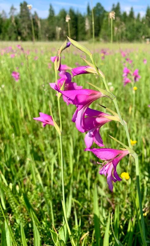 Gladiolenwiese - Image 1