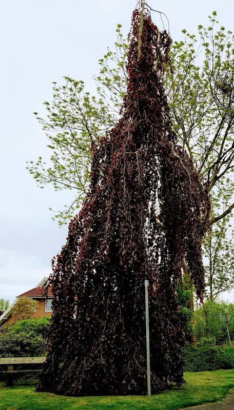 Purple Fountain - Image 1