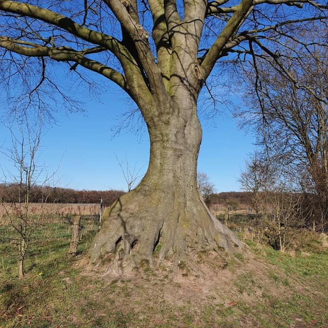 Alte Rotbuche - Image 2