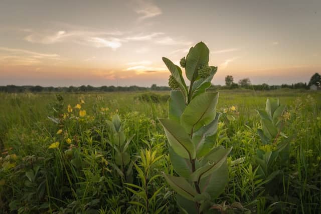 Chiwaukee Prairie State Natural Area - Image 1