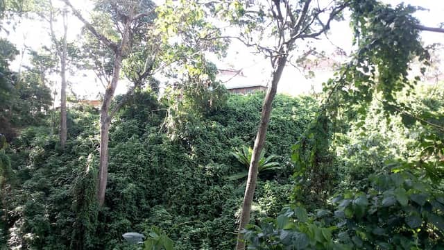 Karatina University Botanical Garden - Image 1