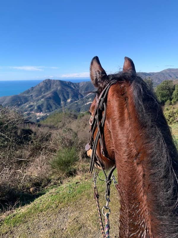 D.Ranch Horse Riding Cinque Terre - Image 1