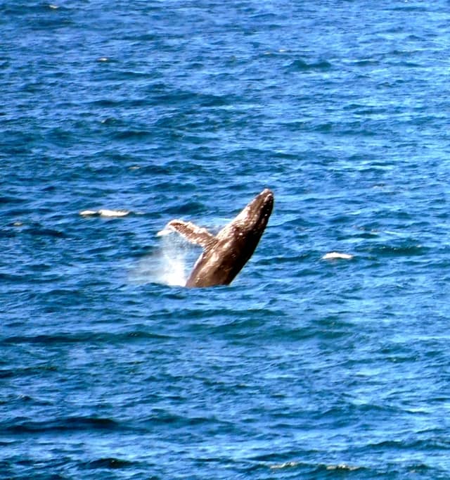 Whale Deck Eco Center - Image 1