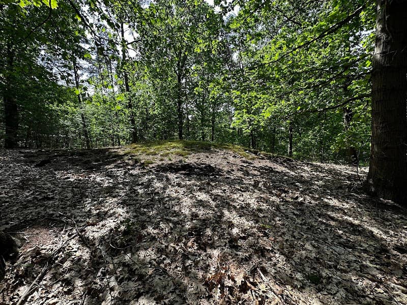 Boslandschap, Grafheuvels en bosbeheer - Image 2