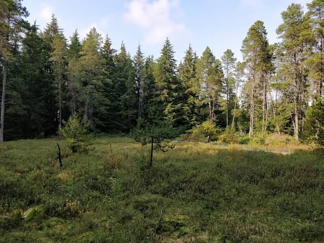 Camosun Bog - Image 1