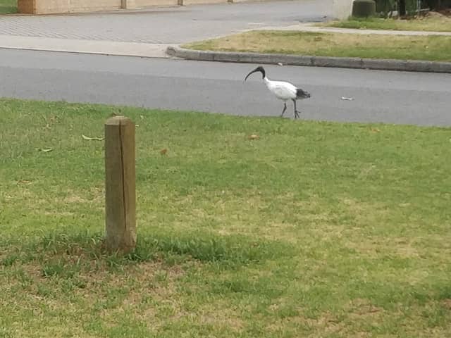 Essex Street Reserve - Image 2