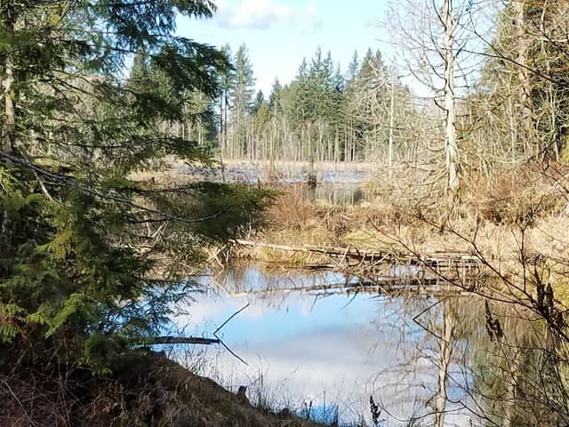 Hazel Wolf Wetlands - Image 1