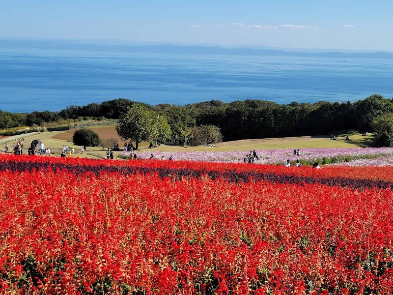 Hyogo Prefecture Awaji Hanasajiki - Image 1