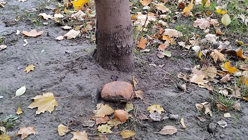 Оранжевый Камень - Image 1