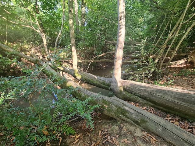Grattons Park Local Nature Reserve - Image 2