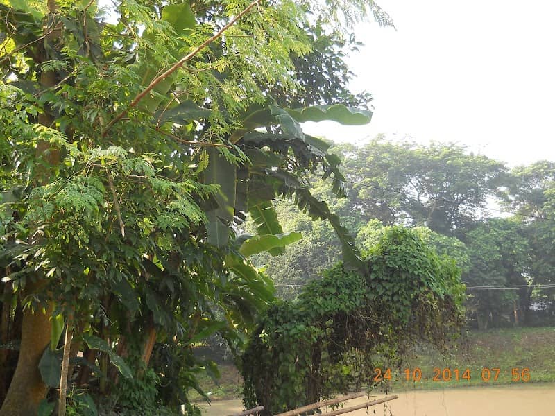 Talkuri Area field - Image 1