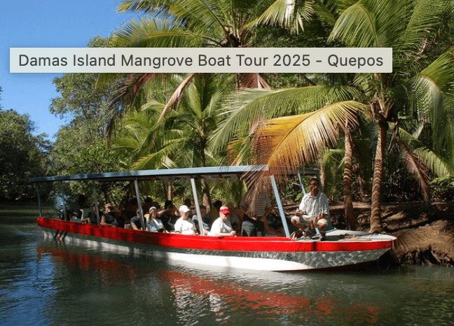 Mangrove night tour by Everything Costa Rica - Image 1