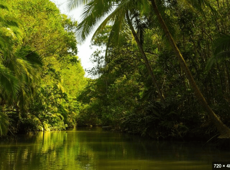 Mangrove night tour by Everything Costa Rica - Image 2
