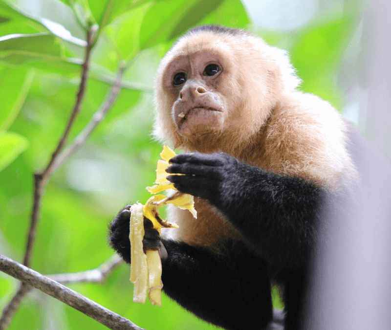Mangrove night tour by Everything Costa Rica - Image 3