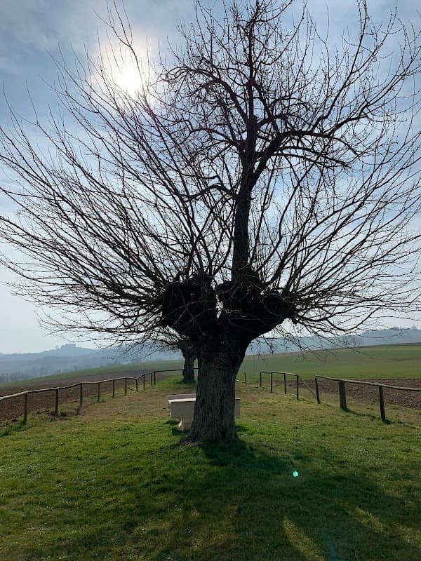 Double Tree - Image 1