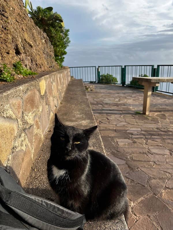 Cat Michael J. - Image 2