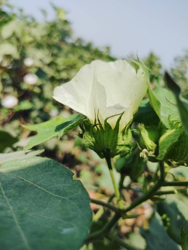 Sardar G Agri-Tourism Farm - Image 2