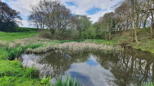 Bluebell pond - Image 1