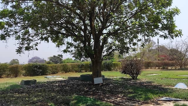 Sausage Tree - Image 1