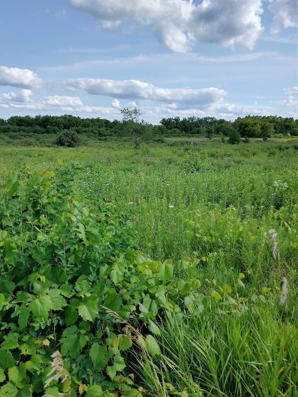 Piscasaw Fen Conservation Area - Image 1