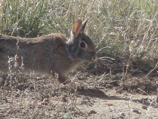 Cricket Run - Image 1