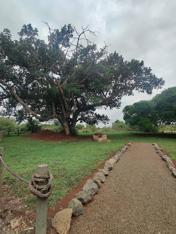 Mugumo Tree Heritage Park - Tatu City - Image 1