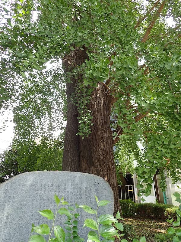 Married Trees of Akiba-Jinja - Image 1