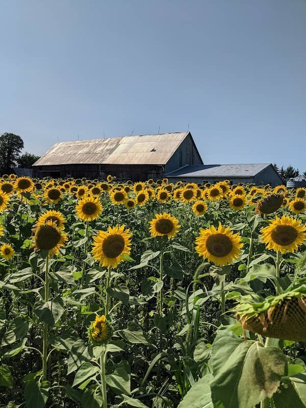 Fields of Gold - Image 2
