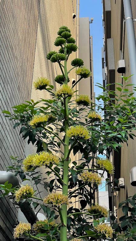 アオノリュウゼツラン武蔵小杉(Century Plant) - Image 1