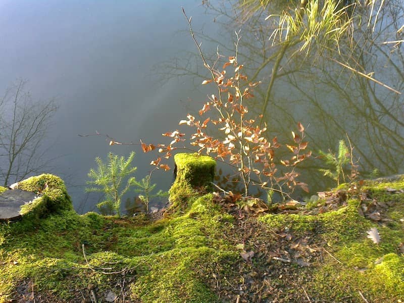 Étang du Sépey - Image 1