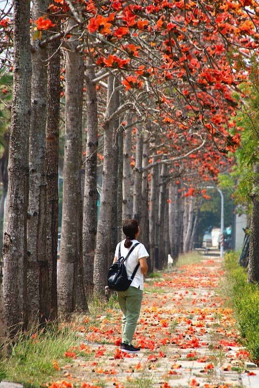 木棉花道 - Image 1