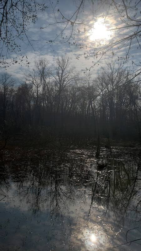 Governor Bridge Pollinator Meadow - Image 1