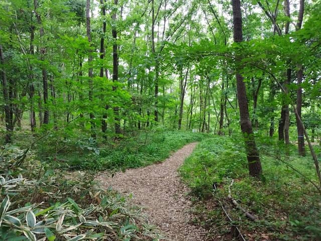 Komorebi Hill (Glade Hill) - Image 2