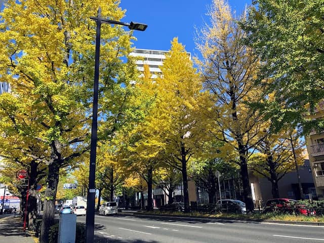 Atagokamisugi dori Ave Ginkgo trees - Image 1