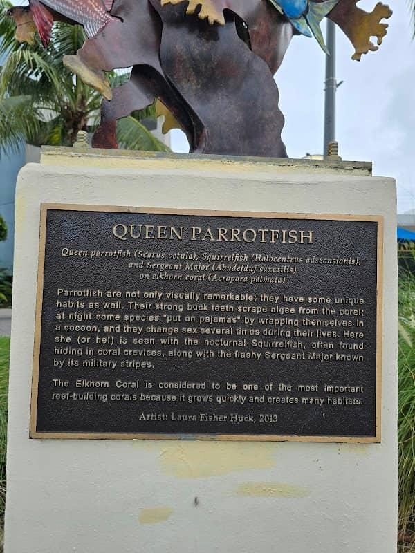Queen Parrotfish Sculpture - Image 1