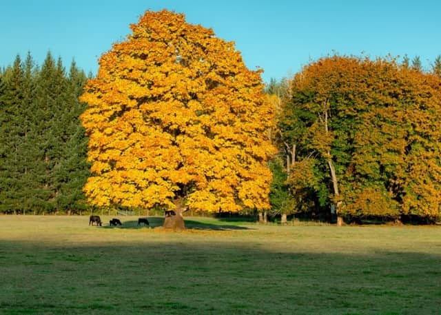 The Tree - Image 1