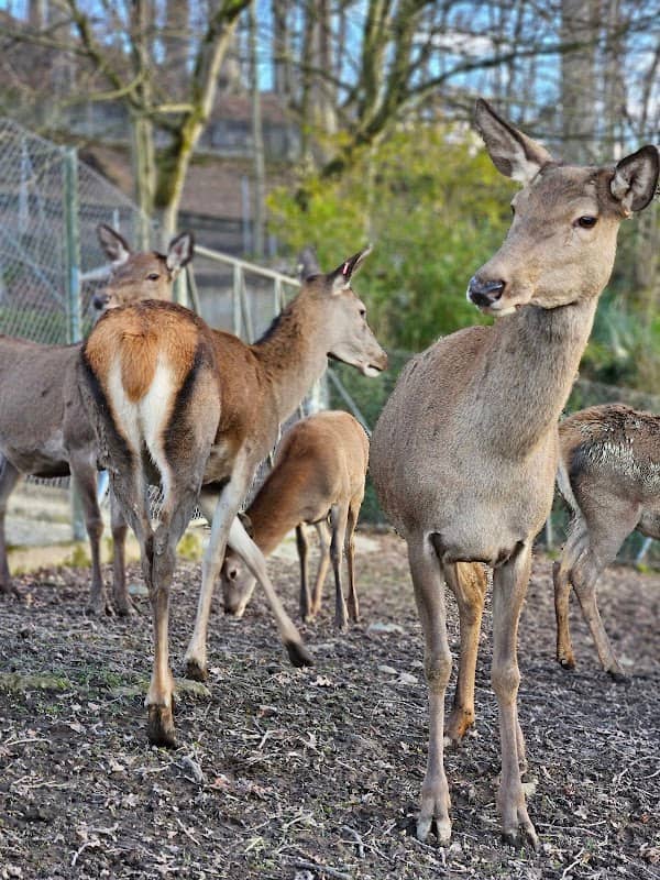 Hirschpark Luzern - Image 1