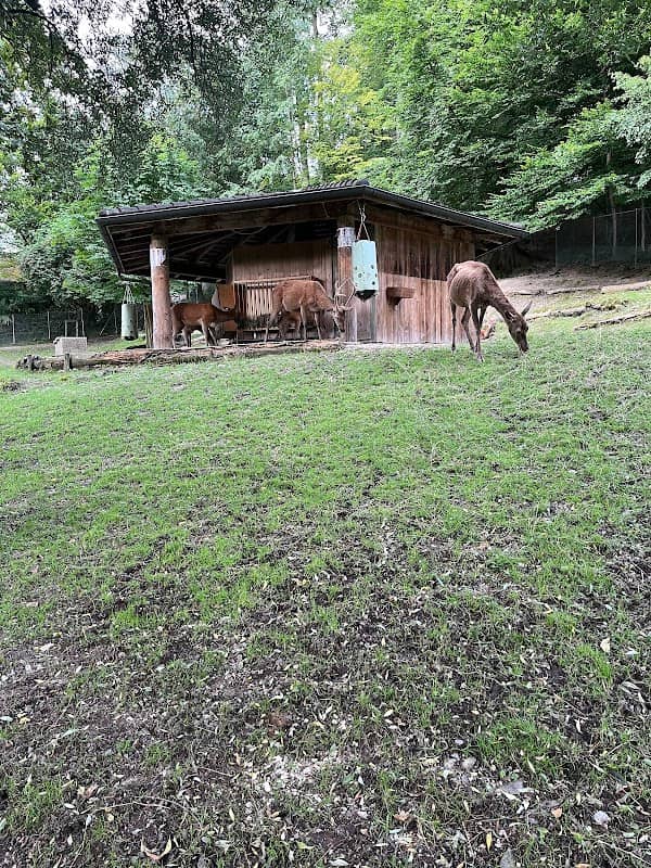 Hirschpark Luzern - Image 3