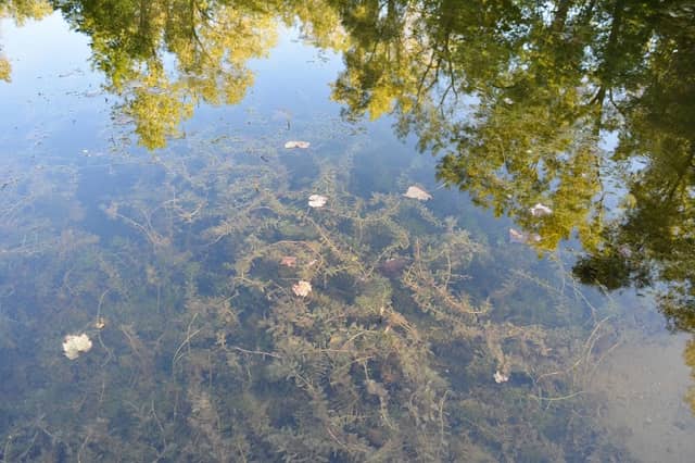 Thread Lake Park - Image 2