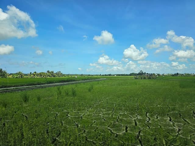 Rice Fields Photo Spot - Image 1