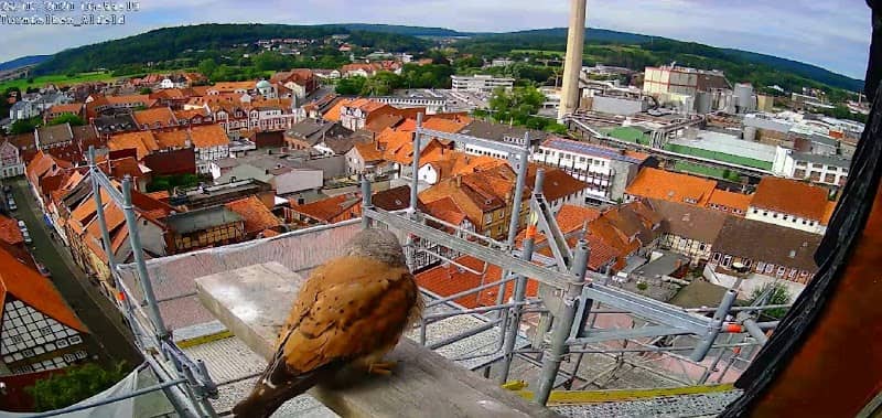 Webcam Nistkasten auf der St. Nicolaikirche Alfeld - Image 1